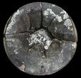 Bargain, Septarian Dragon Egg Geode - Black Crystals #64825-2